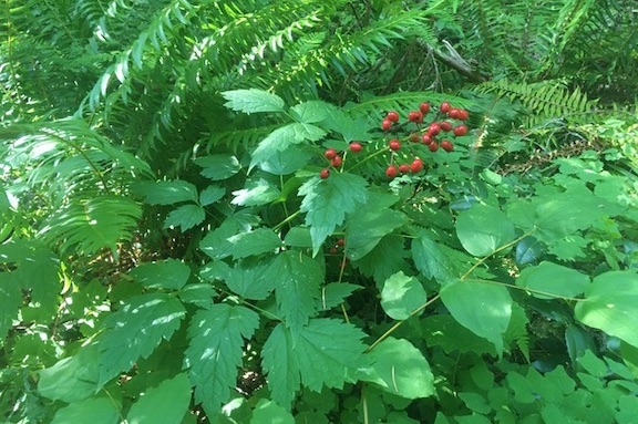 Actaea rubra baneberry red berries