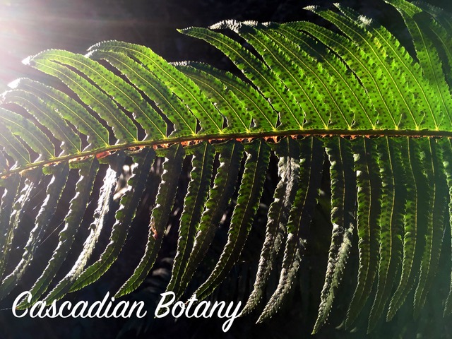 Cascadian Botany logo sword fern sunlight