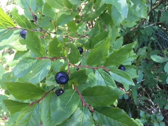 green huckleberry leaves and blue huckleberries