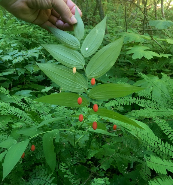 surprise berries under a native plant